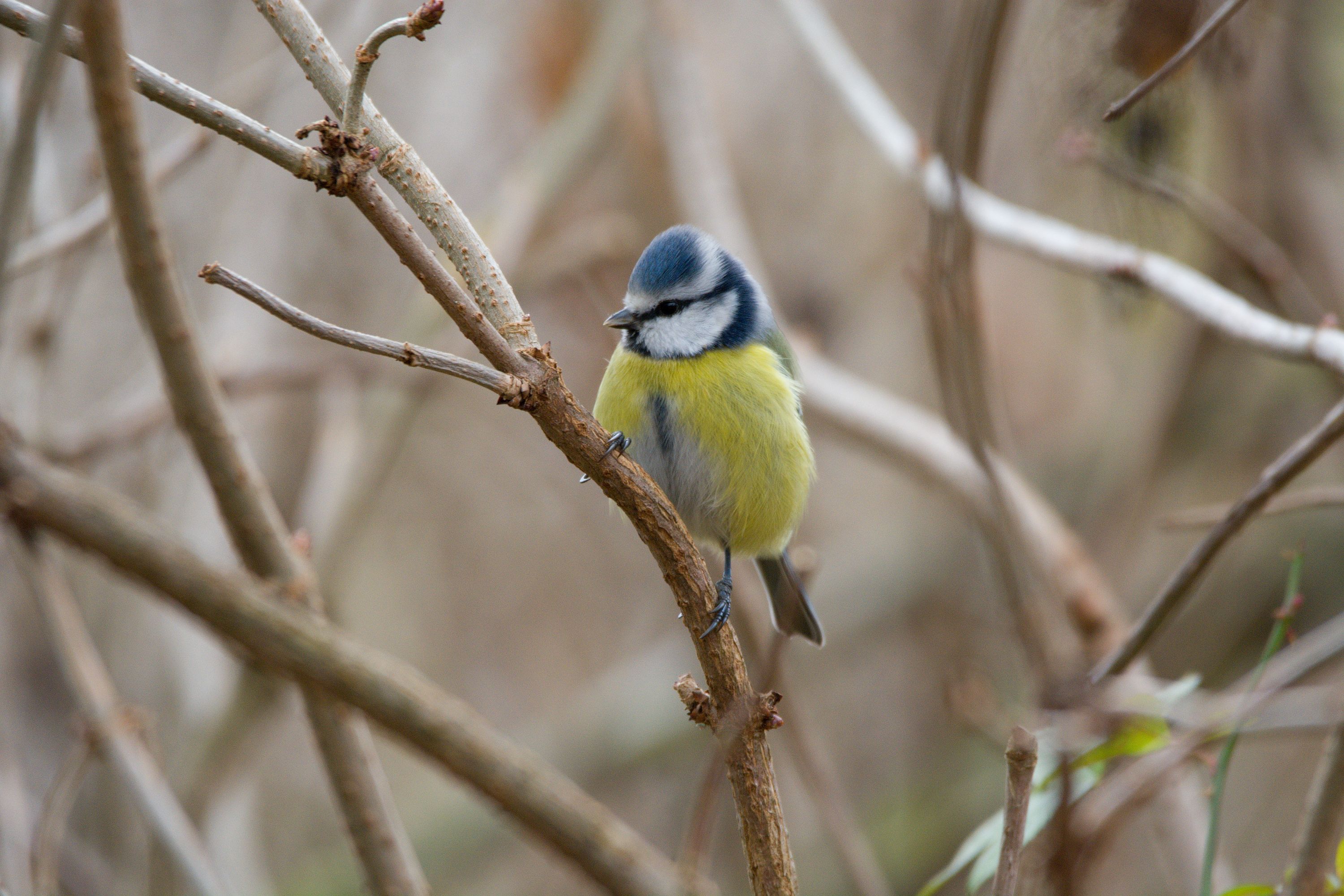 Sýkora modřinka (Cyanistes caeruleus)3